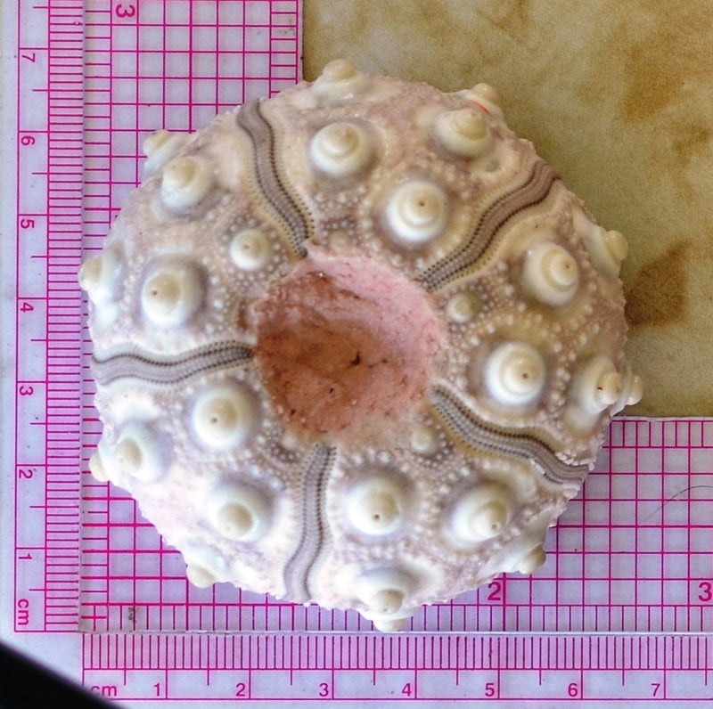 Sea Urchin silicone mold, Sea urchins, Molds, Clay, Crafts, Resin, molds, invertebrate animals, Pedicellariae, poisonous spines, N212