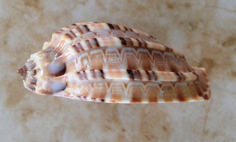 Shell Silicone Mold, Epoxy, Beach, Nautilus, Scallop, Shell mold, ocean, seashells, Scallop, shells, sand dollar, N220