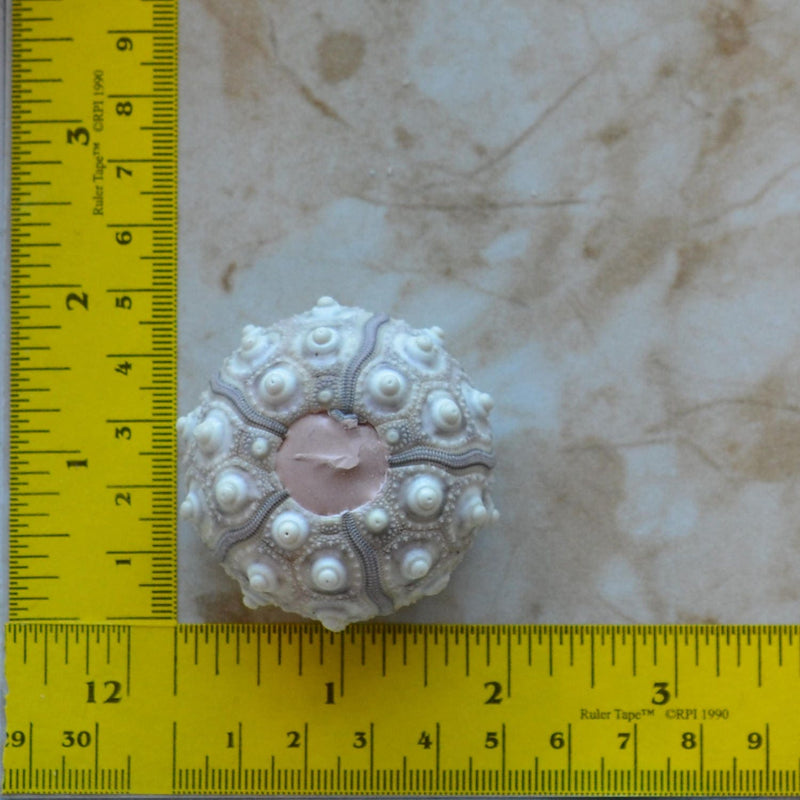Sea Urchin silicone mold, Sea urchins, Molds, Clay, Crafts, Resin, molds, invertebrate animals, Pedicellariae, poisonous spines,  N358