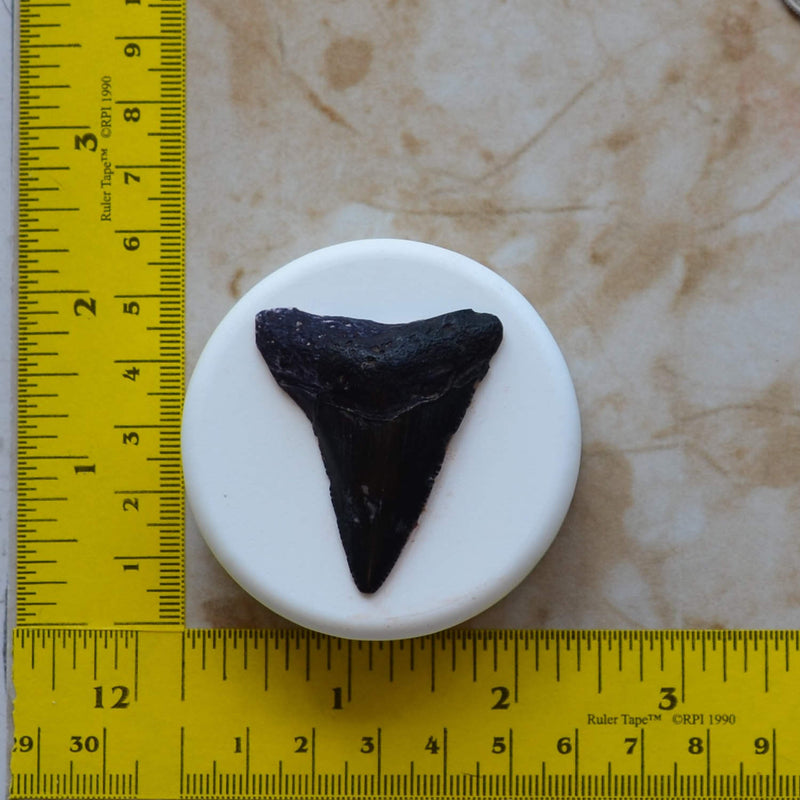 Shark Tooth Soap Mold  2-1/2'" Diameter x 3/4", Soap mold, Round molds, Square molds, Rectangular mold, Octagon, Soaps S-109