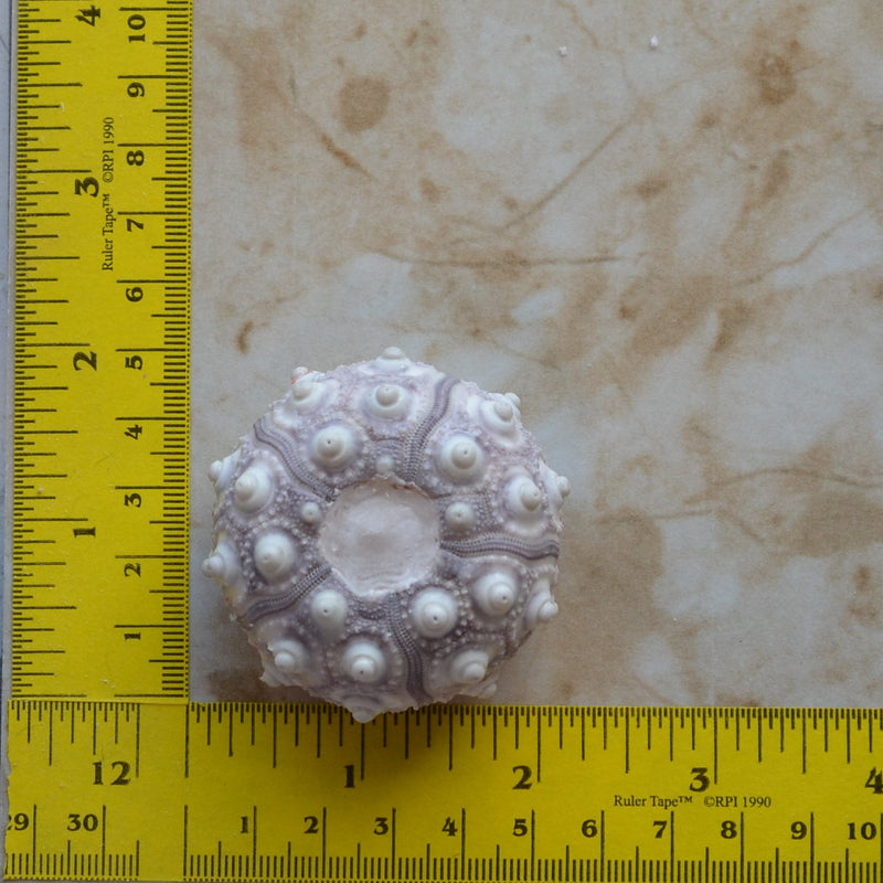 Sea Urchin silicone mold, Sea urchins, Molds, Clay, Crafts, Resin, molds, invertebrate animals, Pedicellariae, poisonous spines, N428