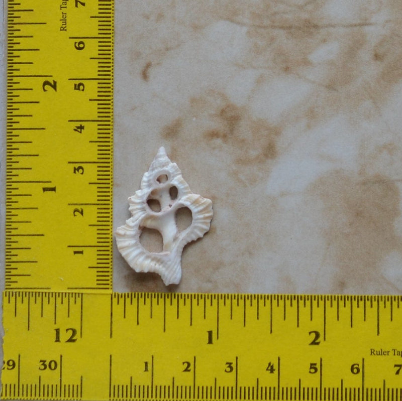 Shell Silicone Mold, Epoxy, Beach, Nautilus, Scallop, Chocolate molds, ocean, seashells, Scallop, sand dollar, shell shop   N465