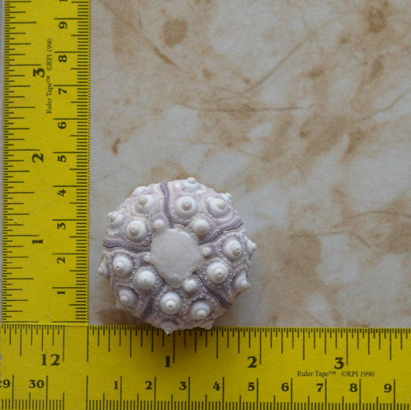 Sea Urchin silicone mold, Sea urchins, Molds, Clay, Crafts, Resin, molds, invertebrate animals, Pedicellariae, poisonous spines,  N430