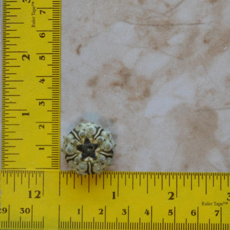 Sea Urchin silicone mold, Sea urchins, Molds, Clay, Crafts, Resin, molds, invertebrate animals, Pedicellariae, poisonous spines, N437
