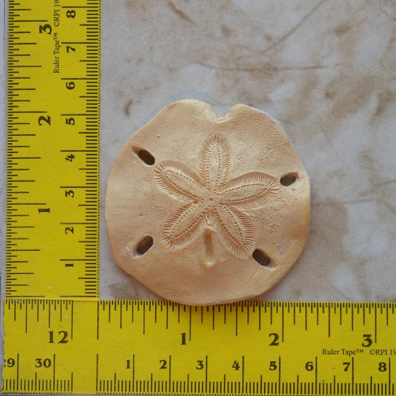 Sand Dollar Silicone Mold, Shell Silicone Mold, Epoxy, Beach, Nautilus, Scallop, Chocolate, seashells, Scallop, shell shop N472