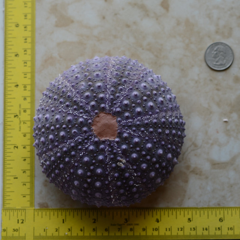 Sea Urchin silicone mold, Sea urchins, Molds, Clay, Crafts, Resin, molds, invertebrate animals, Pedicellariae, poisonous spines,  N511