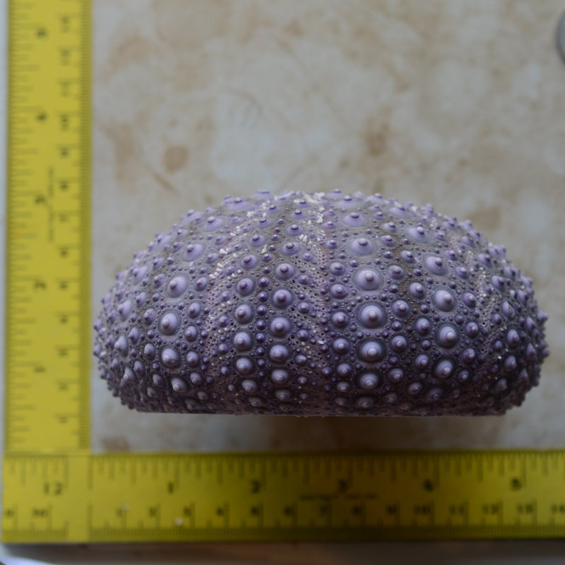 Sea Urchin silicone mold, Sea urchins, Molds, Clay, Crafts, Resin, molds, invertebrate animals, Pedicellariae, poisonous spines,  N511