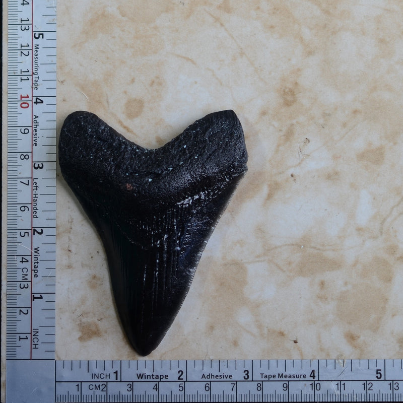 Shark tooth mold, megalodon, Shark, Shark teeth, Resin mold, Clay mold, Epoxy, molds, Ocean, Sea, Nautical, food grade, Chocolate mold N552